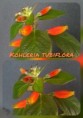 /album/fotogaleria-kohlerie/kohleria-tubiflora-jpg/